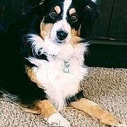 Sadie is registered to the contest to win money with this photo: animal, canine, carpet, collar, companion, cute, dog, domestic, ears, eyes, fur, furry, home, indoor, muzzle, paws, pet, relaxed, resting, tricolor