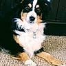 animal, canine, carpet, collar, companion, cute, dog, domestic, ears, eyes, fur, furry, home, indoor, muzzle, paws, pet, relaxed, resting, tricolor
