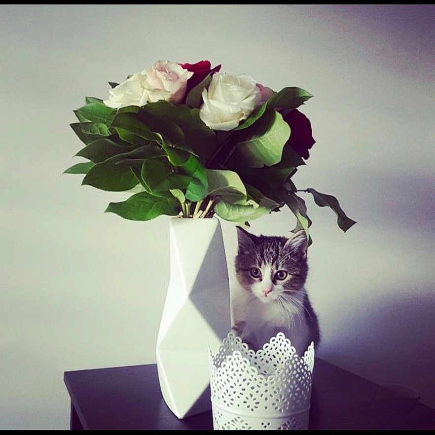 Nala participe au concours pour gagner de l'argent avec cette photo : animal, cat, face, flower, flowerarrangement, flowerbouquet, head, jar, leaf, person, pet, petal, photography, plant, planter, portrait, pottedplant, pottery, rose, vase