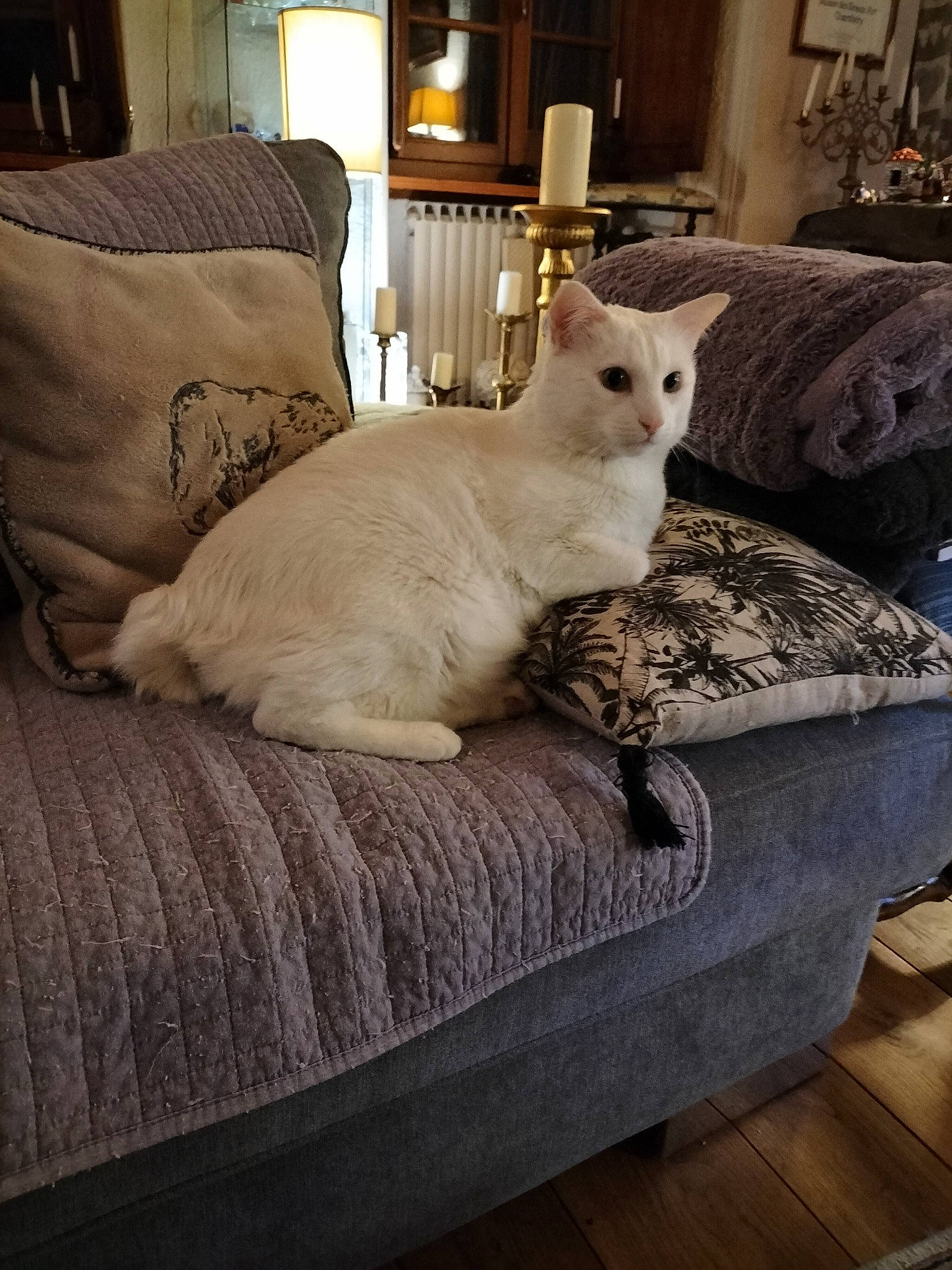 Nuage a rejoint le concours — aidez-le/la à gagner de superbes lots ! carnivore, cat, comfort, couch, domestic_short_haired_cat, fawn, felidae, floor, flooring, fur, grey, hardwood, interior_design, lamp, linens, room, small_to_medium_sized_cats, tail, whiskers, wood