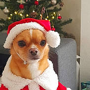 Wilson participe au concours pour gagner de l'argent avec cette photo : dog, christmas_tree, holiday, santa_claus_costume, red_costume, white_trim, christmas_decorations, candy_canes, pine_cones, red_baubles, ornaments, festive, pet_clothing, indoor, furniture, blanket, small_dog, cute, portrait, holiday_spirit