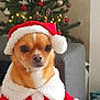 dog, christmas_tree, holiday, santa_claus_costume, red_costume, white_trim, christmas_decorations, candy_canes, pine_cones, red_baubles, ornaments, festive, pet_clothing, indoor, furniture, blanket, small_dog, cute, portrait, holiday_spirit