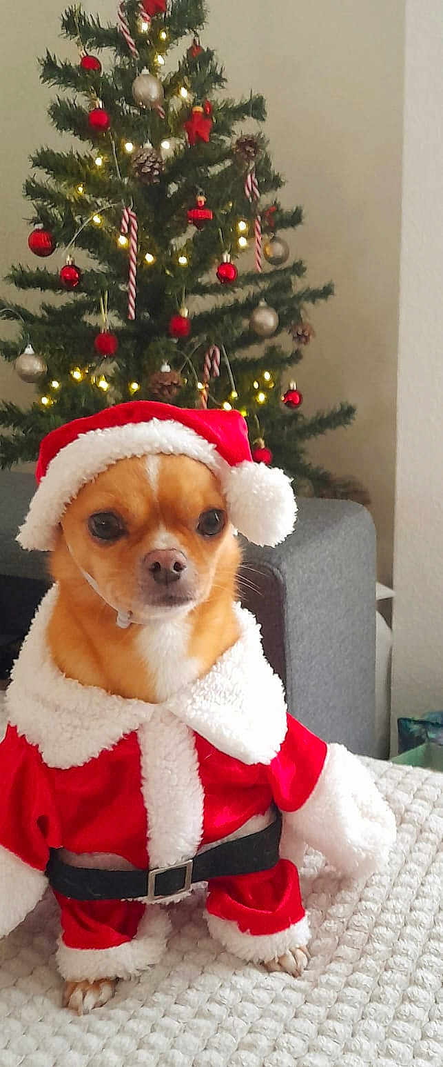 Wilson participe au concours pour gagner de l'argent avec cette photo : dog, christmas_tree, holiday, santa_claus_costume, red_costume, white_trim, christmas_decorations, candy_canes, pine_cones, red_baubles, ornaments, festive, pet_clothing, indoor, furniture, blanket, small_dog, cute, portrait, holiday_spirit