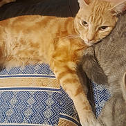 Simba a rejoint le concours — aidez-le/la à gagner de superbes lots ! abyssinian, animal, armchair, blanket, cat, chair, couch, cushion, egyptiancat, face, furniture, head, homedecor, kitten, manx, person, pet, siamese, sleeping