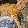 abyssinian, animal, armchair, blanket, cat, chair, couch, cushion, egyptiancat, face, furniture, head, homedecor, kitten, manx, person, pet, siamese, sleeping