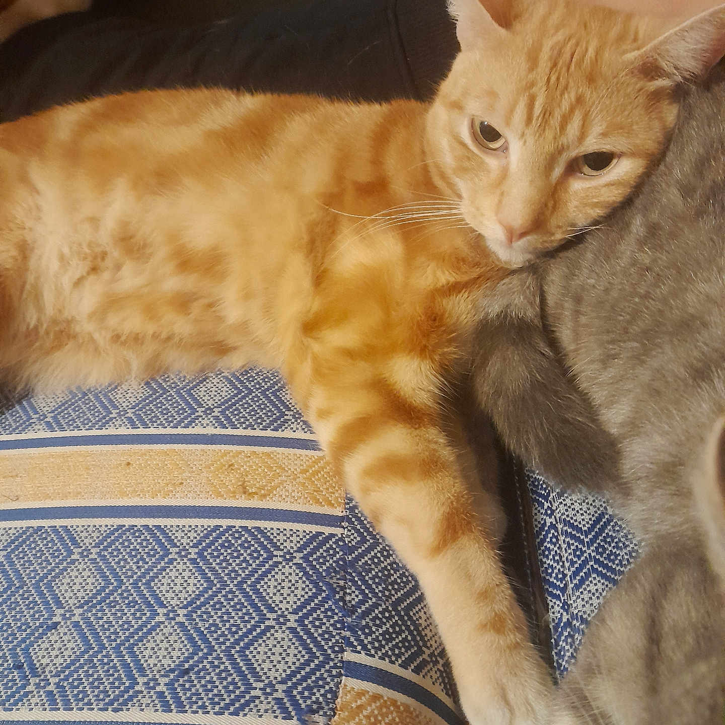 Simba