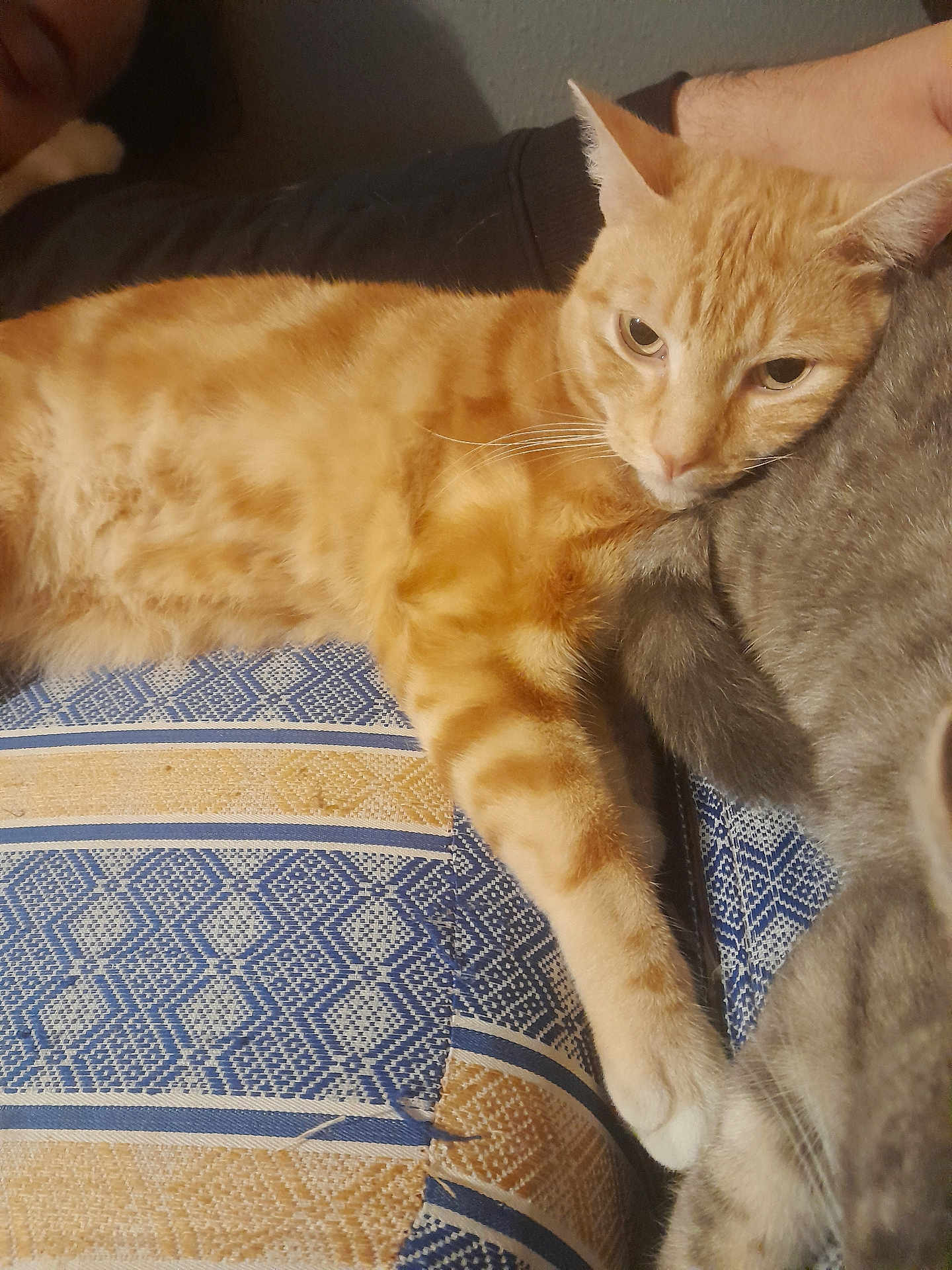 Simba
