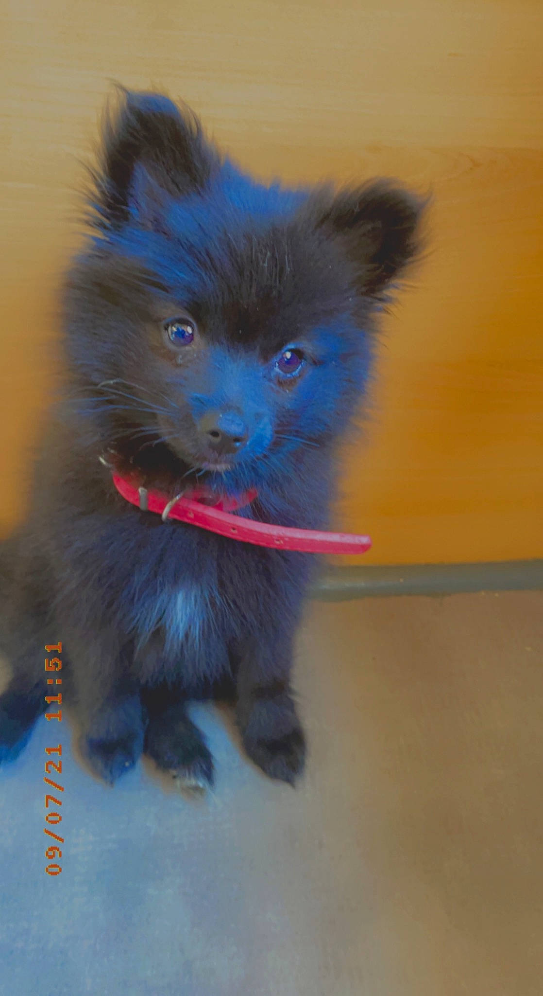 Saphira participe au concours pour gagner de l'argent avec cette photo : black_cat, canidae, carnivore, cat, claw, collar, companion_dog, dog_breed, domestic_short_haired_cat, electric_blue, felidae, fur, paw, small_to_medium_sized_cats, snout, tail, whiskers