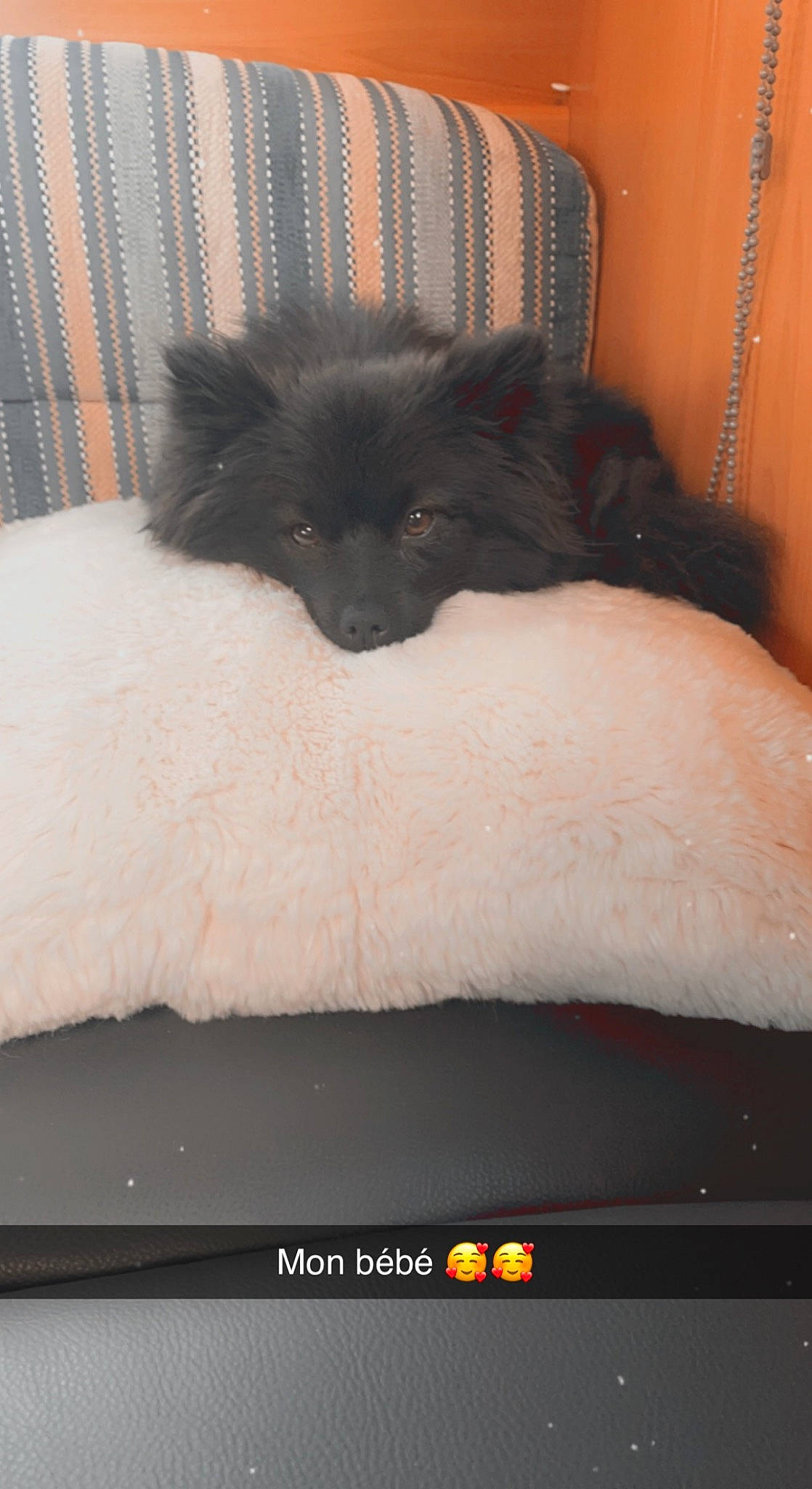 Saphira a rejoint le concours — aidez-le/la à gagner de superbes lots ! bed, black_cat, bombay, canidae, carnivore, cat, claw, comfort, companion_dog, dog_breed, fawn, felidae, fur, hair, linens, small_to_medium_sized_cats, snout, tail, tints_and_shades, whiskers