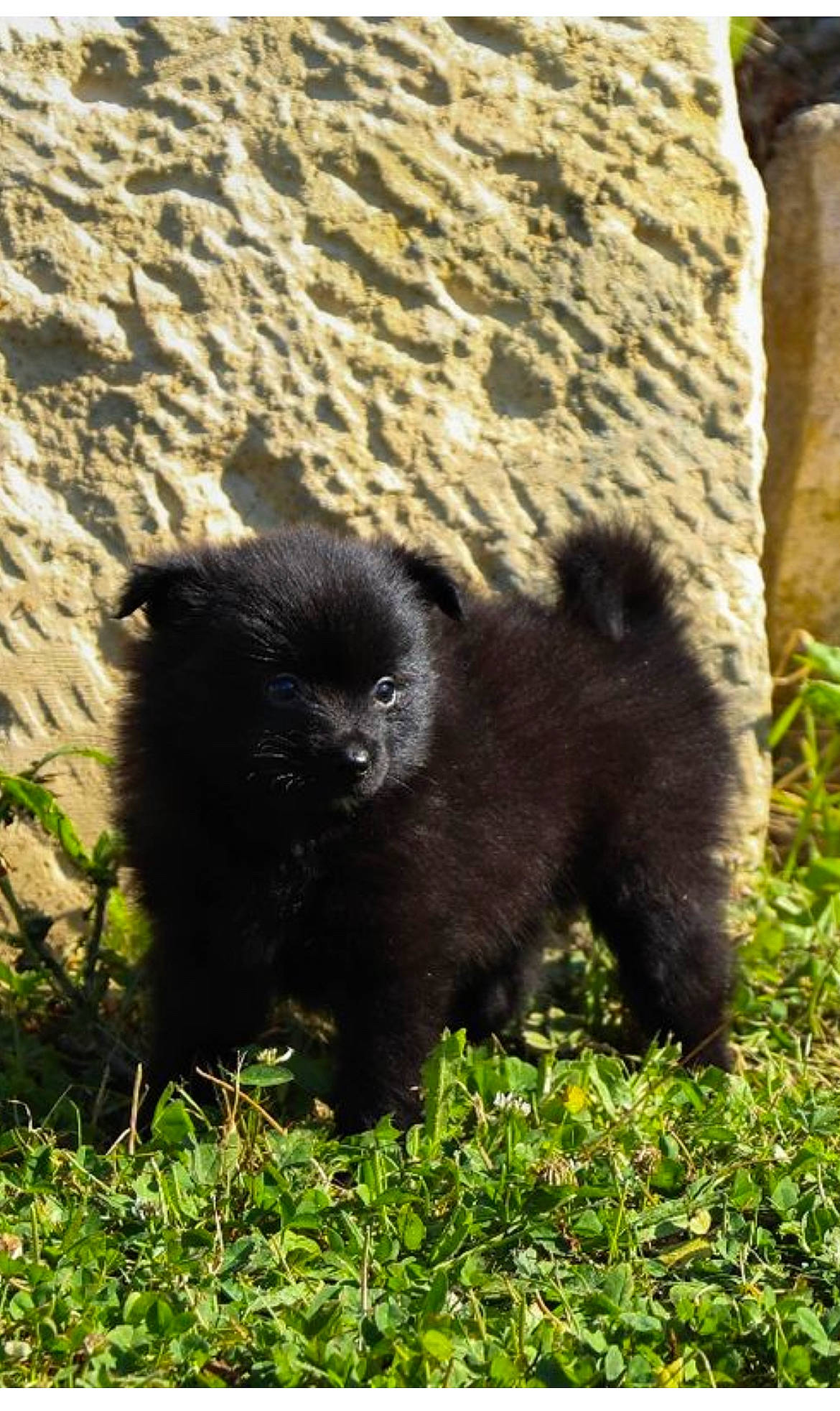 Saphira participe au concours pour gagner de l'argent avec cette photo : dog_breed, fur, grass, plant, primate, shadow, snout, soil, terrestrial_animal, wildlife