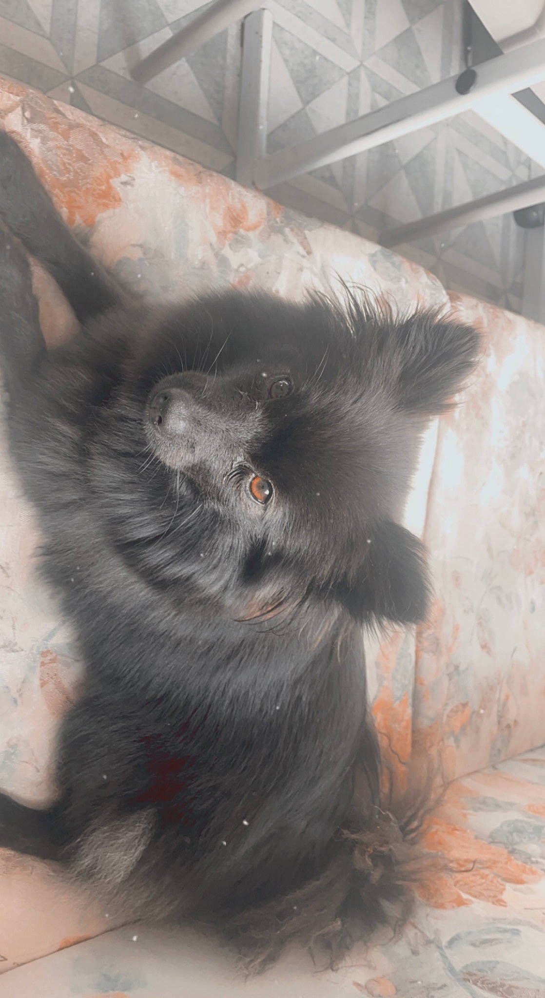 Saphira participe au concours pour gagner de l'argent avec cette photo : black_cat, canidae, carnivore, claw, companion_dog, dog_breed, domestic_short_haired_cat, felidae, flooring, fur, herding_dog, non_sporting_group, paw, small_to_medium_sized_cats, sporting_group, tail, terrestrial_animal, whiskers, working_animal, working_dog