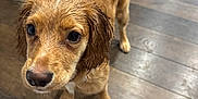Ember is registered to the contest to win money with this photo: dog, puppy, wet_fur, golden_fur, brown_fur, hardwood_floor, indoor, pet, close_up, big_eyes, wet_ear, nose, paw, collar, looking_up, adorable, young_dog, home_interior, floorboards, shiny_floor
