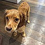 dog, puppy, wet_fur, golden_fur, brown_fur, hardwood_floor, indoor, pet, close_up, big_eyes, wet_ear, nose, paw, collar, looking_up, adorable, young_dog, home_interior, floorboards, shiny_floor