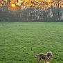 dog, park, grass, sunset, sun, trees, horizon, leaves, leash, collar, outdoor, pet, canine, silhouette, dawn, dusk, field, walking, nature, sky