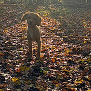 Ember joined the competition — help win amazing prizes! dog, puppy, leash, forest, trees, autumn, fallen_leaves, ground, sunlight, backlit, nature, outdoors, silhouette, cute, brown_fur, pet, standing, woods, leaf_litter, evening_light