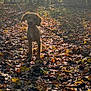 dog, puppy, leash, forest, trees, autumn, fallen_leaves, ground, sunlight, backlit, nature, outdoors, silhouette, cute, brown_fur, pet, standing, woods, leaf_litter, evening_light