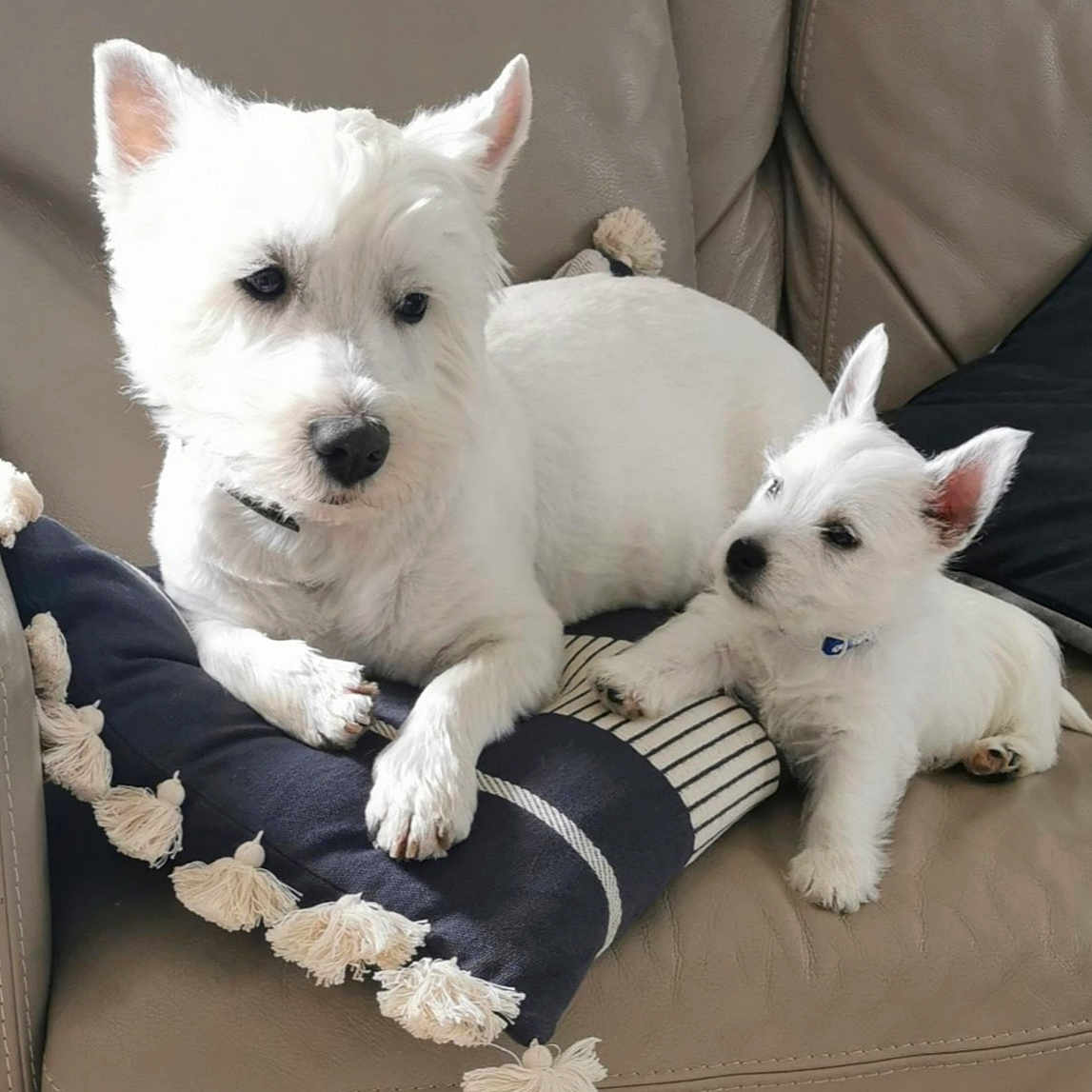 Jackson Et Bono participe au concours pour gagner de l'argent avec cette photo : dog, puppy, west_highland_terrier, white_dog, pets, couch, pillow, indoor, leather, companion, cute, small_dog, relaxed, animal, fur, ears, snout, domestic, two_dogs, resting