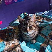 Indica is registered to the contest to win money with this photo: cat, tabby_cat, blanket, bed, indoor, purple_wall, poster, animal, pet, feline, striped, cozy, resting, fur, whiskers, ears, paw, mammal, cute, relaxed