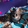 cat, tabby_cat, blanket, bed, indoor, purple_wall, poster, animal, pet, feline, striped, cozy, resting, fur, whiskers, ears, paw, mammal, cute, relaxed