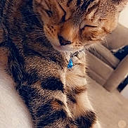 Indica is registered to the contest to win money with this photo: cat, tabby, sleeping, collar, blue_bell, paw, feline, indoor, cozy, relaxed, fur, pet, cute, closeup, bokeh, carpet, couch, animal, whiskers, resting