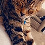 cat, tabby, sleeping, collar, blue_bell, paw, feline, indoor, cozy, relaxed, fur, pet, cute, closeup, bokeh, carpet, couch, animal, whiskers, resting