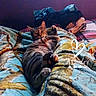 Indica is registered to the contest to win money with this photo: cat, tabby, blanket, bed, indoor, relaxed, purple_wall, clothes, furniture, cozy, pet, animal, cute, home, lying_down, striped, fur, whiskers, playful, resting