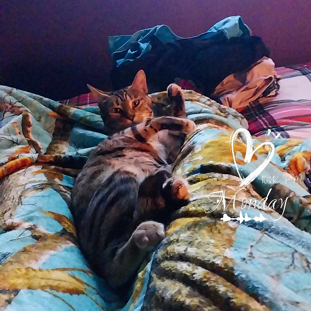 Indica