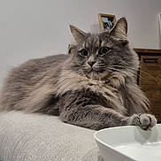 Ulysse participe au concours pour gagner de l'argent avec cette photo : cat, gray_cat, fluffy, long_hair, pet, feline, whiskers, ears, paws, green_eyes, lounging, sitting, sofa, couch, bowl, indoors, living_room, portrait, close_up, home_decor