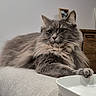 cat, gray_cat, fluffy, long_hair, pet, feline, whiskers, ears, paws, green_eyes, lounging, sitting, sofa, couch, bowl, indoors, living_room, portrait, close_up, home_decor