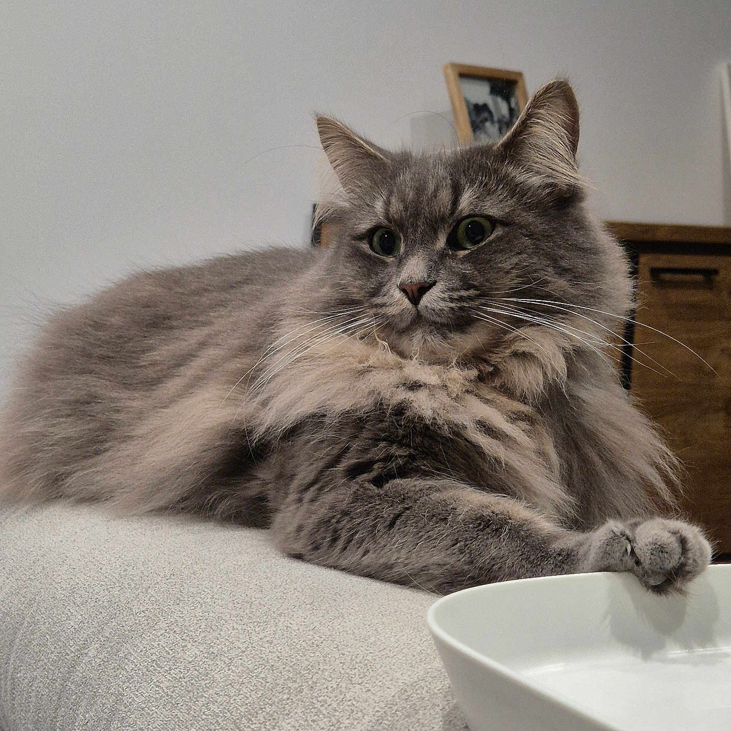 Ulysse participe au concours pour gagner de l'argent avec cette photo : cat, gray_cat, fluffy, long_hair, pet, feline, whiskers, ears, paws, green_eyes, lounging, sitting, sofa, couch, bowl, indoors, living_room, portrait, close_up, home_decor