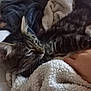 Milo is registered to the contest to win money with this photo: animal, bed, blanket, cat, closeup, comfort, companion, cozy, cute, domestic, fur, hand, indoor, pet, relaxation, resting, sleepy, soft, tabby_cat, whiskers