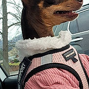 Cocoa is registered to the contest to win money with this photo: dog, canine, pet, animal, portrait, car, vehicle, pink_sweater, harness, fluffy_collar, ears, open_mouth, teeth, looking_sideways, sitting, indoors, car_interior, window, outdoor_background, fashionable