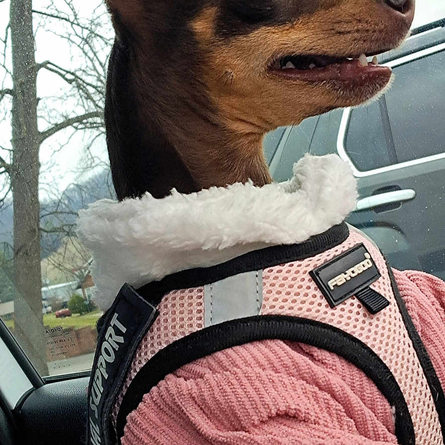 Cocoa