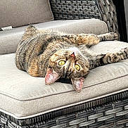 Harley Quinn joined the competition — help win amazing prizes! abyssinian, animal, architecture, armchair, building, cat, chair, chaise, couch, cushion, egyptiancat, furniture, homedecor, indoors, interiordesign, kitten, livingroom, manx, pet, room