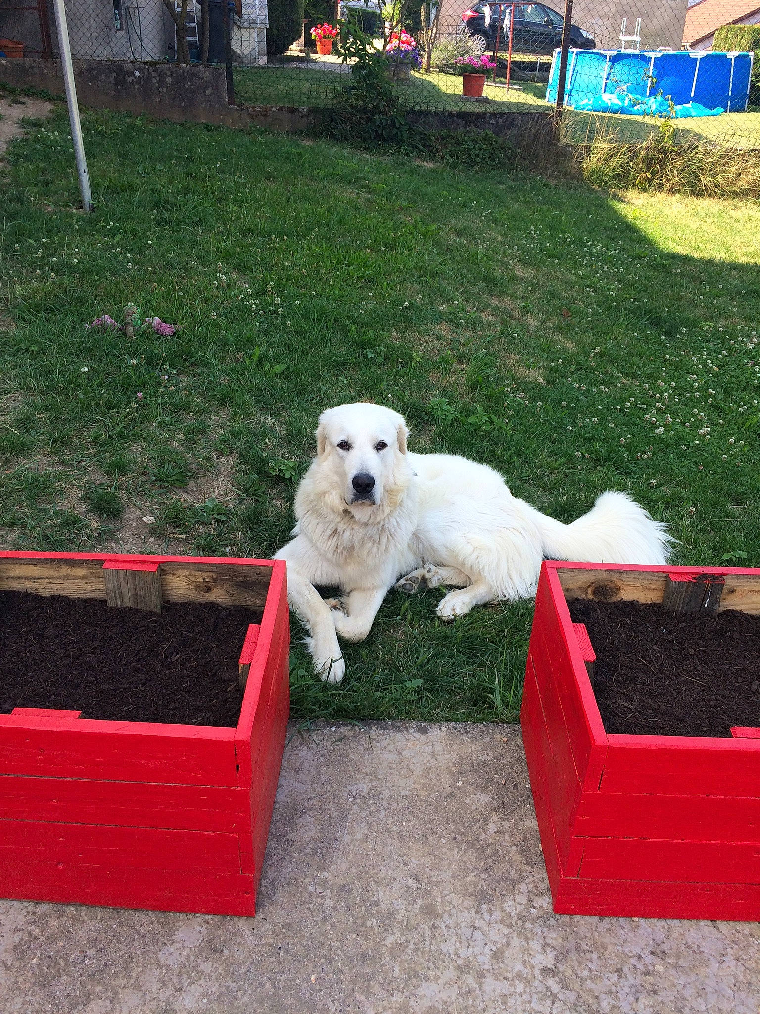 Marley participe au concours pour gagner de l'argent avec cette photo : canidae, carnivore, chair, companion_dog, dog, dog_breed, garden, grass, great_pyrenees, lawn, livestock_guardian_dog, mammal, plant, rectangle, shrub, sporting_group, toy, toy_dog, vertebrate, yard