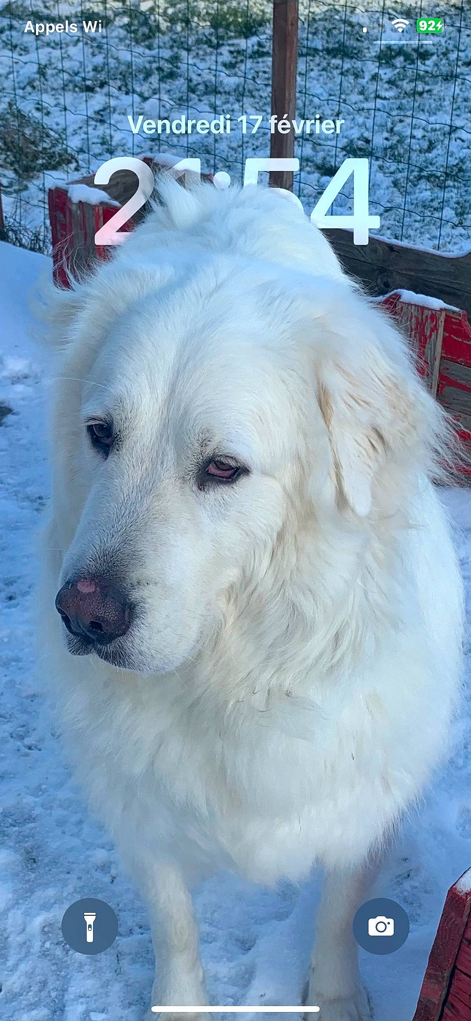 Marley a rejoint le concours — aidez-le/la à gagner de superbes lots ! canidae, carnivore, companion_dog, dog, dog_breed, fang, freezing, fur, great_pyrenees, kuvasz, livestock_guardian_dog, maremma_sheepdog, polish_tatra_sheepdog, slovak_cuvac, snout, snow, sporting_group, winter, working_animal, working_dog
