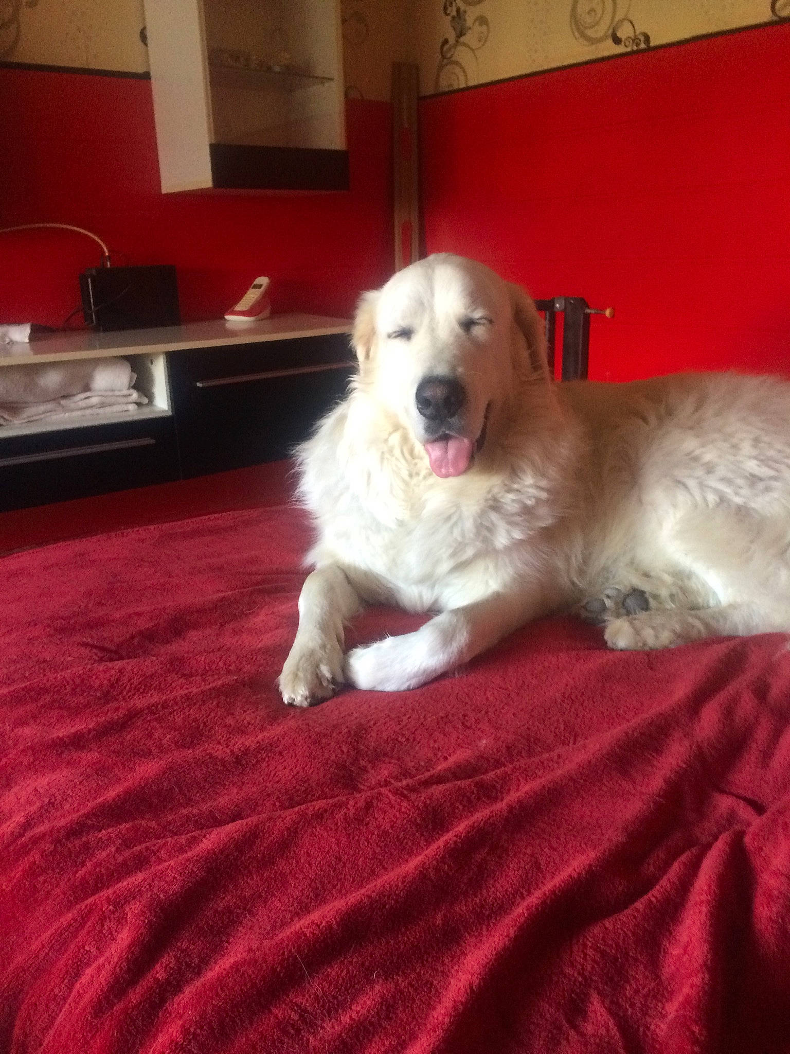 Marley participe au concours pour gagner de l'argent avec cette photo : akbash_dog, carnivore, comfort, companion_dog, dog, dog_breed, fawn, flooring, fur, great_pyrenees, hardwood, kuvasz, livestock_guardian_dog, maremma_sheepdog, polish_tatra_sheepdog, retriever, slovak_cuvac, snout, terrestrial_animal, wood