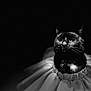 animal, black_and_white, black_cat, cat, closeup, collar, costume, cute, dark_background, dramatic_lighting, dress, feline, indoor, looking_up, mysterious, pet, portrait, soft_fabric, tag, whiskers