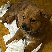 Rah Rah joined the competition — help win amazing prizes! puppy, dog, brown, wooden_floor, paper_towel, cute, pet, animal, fur, collar, indoor, lying_down, mess, paws, playful, young, adorable, closeup, domestic, canine