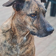 Olya participe au concours pour gagner de l'argent avec cette photo : dog, brindle_coat, pet, animal, sitting, ears, floor, wooden_floor, side_view, portrait, canine, indoor, furniture, chair, brown, white_patch, close_up, looking_away, domestic_animal, calm