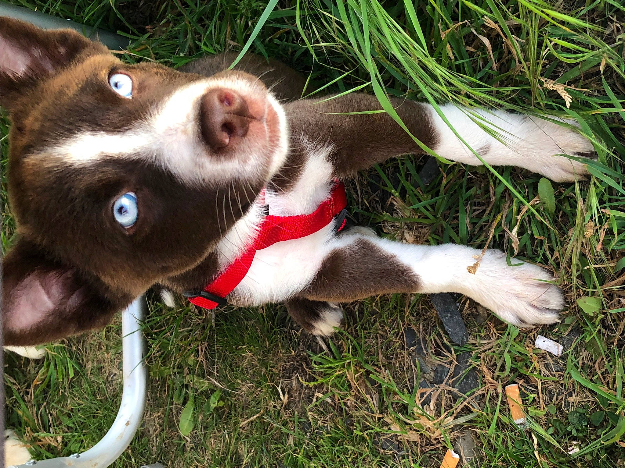 Thor a rejoint le concours — aidez-le/la à gagner de superbes lots ! canidae, carnivore, collar, companion_dog, dog, dog_breed, dog_collar, fawn, fur, grass, herding_dog, leash, liver, paw, plant, snout, sporting_group, tail, whiskers, working_animal