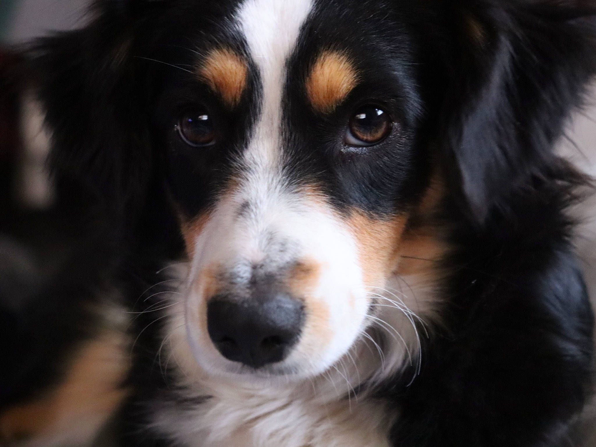 Lavender joined the competition — help win amazing prizes! bernese_mountain_dog, bored, canidae, carnivore, companion_dog, dog, dog_breed, eye, fur, herding_dog, snout, sporting_group, waste_container, whiskers, working_dog