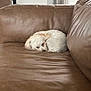 Foxie is registered to the contest to win money with this photo: dog, sleeping, couch, leather, brown, curled_up, pet, indoor, cozy, calm, fur, resting, home, animal, mammal, cute, relaxing, white_dog, small_dog, nap