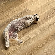 Foxie joined the competition — help win amazing prizes! dog, pet, floor, wooden_floor, stretching, paws, curly_fur, indoor, animal, relaxing, cute, playful, canine, fur, tail, home, domestic_animal, resting, light, shadow