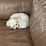 Foxie is registered to the contest to win money with this photo: dog, sleeping, curled_up, white_fur, leather_couch, indoor, pet, resting, cozy, fur, animal, relaxation, home, comfort, small_dog, nap, quiet, cuddly, cute, peaceful