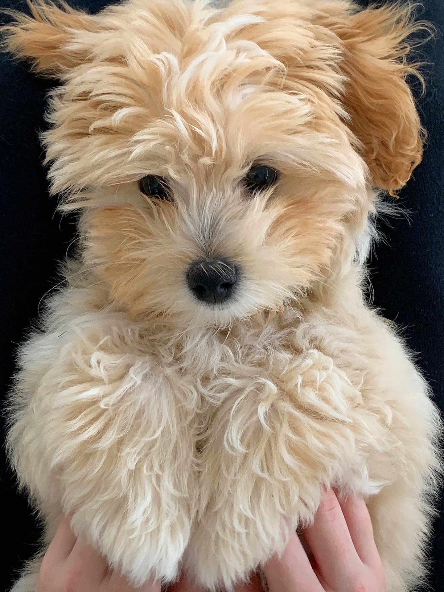 Foxie joined the competition — help win amazing prizes! puppy, dog, fluffy, curly_fur, close_up, cute, pet, animal, hands, holding, soft, cream_color, adorable, face, fur, portrait, young, domestic_animal, black_nose, eyes