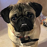 Franky Beans is registered to the contest to win money with this photo: animal, black_and_tan, bow_tie, close_up, collar, colorful_blanket, couch, dog, ears, eyes, funny_expression, furniture, indoors, pet, portrait, pug, short_muzzle, sitting, teeth, wrinkles