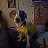 bed, bedroom, blanket, brown_and_white, canine, chew_toy, clothing, collar, cozy, dog, dresser, indoor, laundry_hamper, pet, pink_collar, portrait, short_hair, sitting, television, yellow_jersey