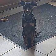 Pixel participe au concours pour gagner de l'argent avec cette photo : dog, black_dog, tan_markings, pet, indoor, mat, door, tile_floor, chew_toy, animal, sitting, collar, quiet, house, floor_tile, domestic, companion, cute, resting, waiting