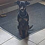 dog, black_dog, tan_markings, pet, indoor, mat, door, tile_floor, chew_toy, animal, sitting, collar, quiet, house, floor_tile, domestic, companion, cute, resting, waiting